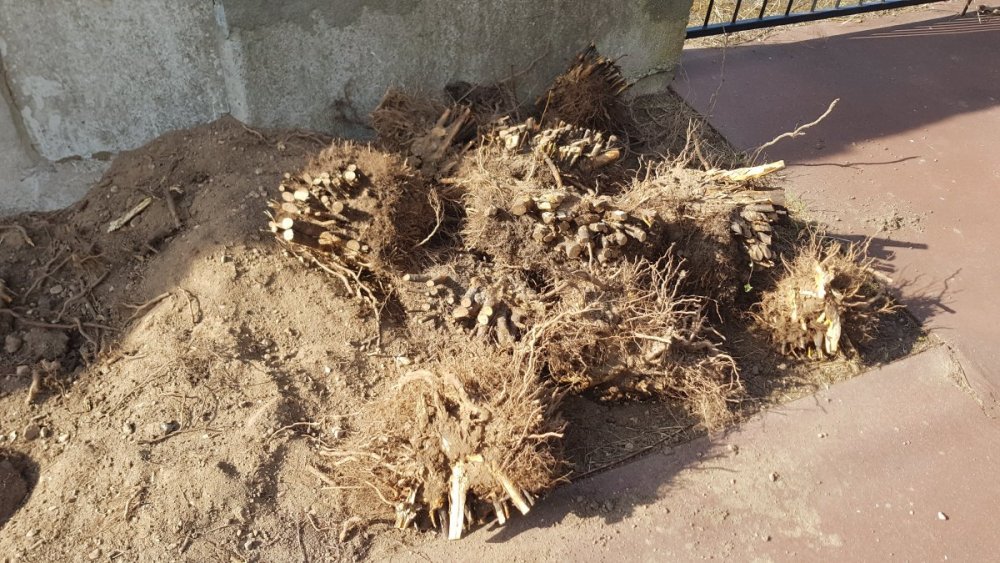 20190821_172932.thumb.jpg.66970f6f3055b94501ac766bcf229b1d.jpg